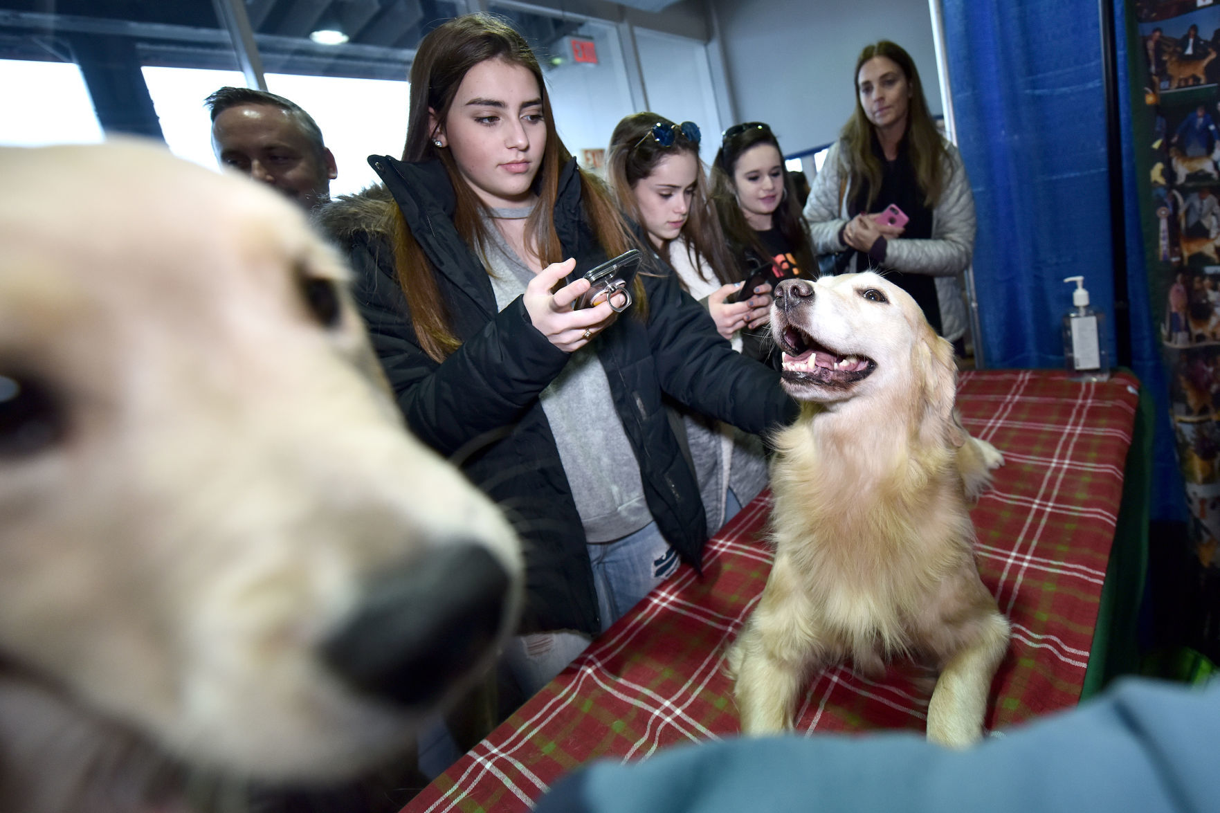 Golden retriever